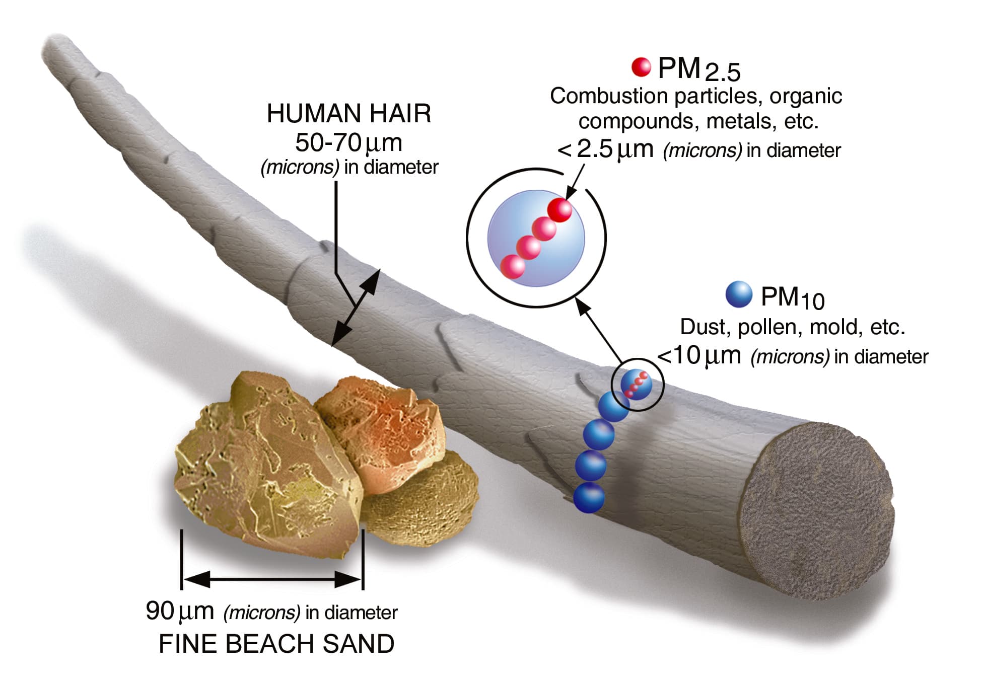 EPA compares PM2.5 and PM10 particles with a 50–70 micrometer human hair and 90 micrometer sand grain.