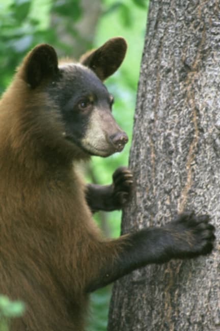 American black bear standing in a natural habitat