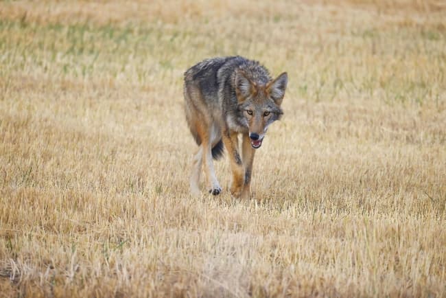 Coyote standing in a grassy field