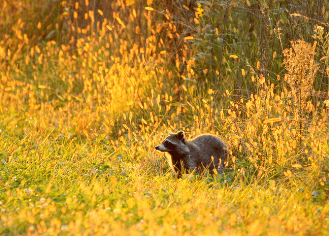 Raccoon standing outdoors near natural cover