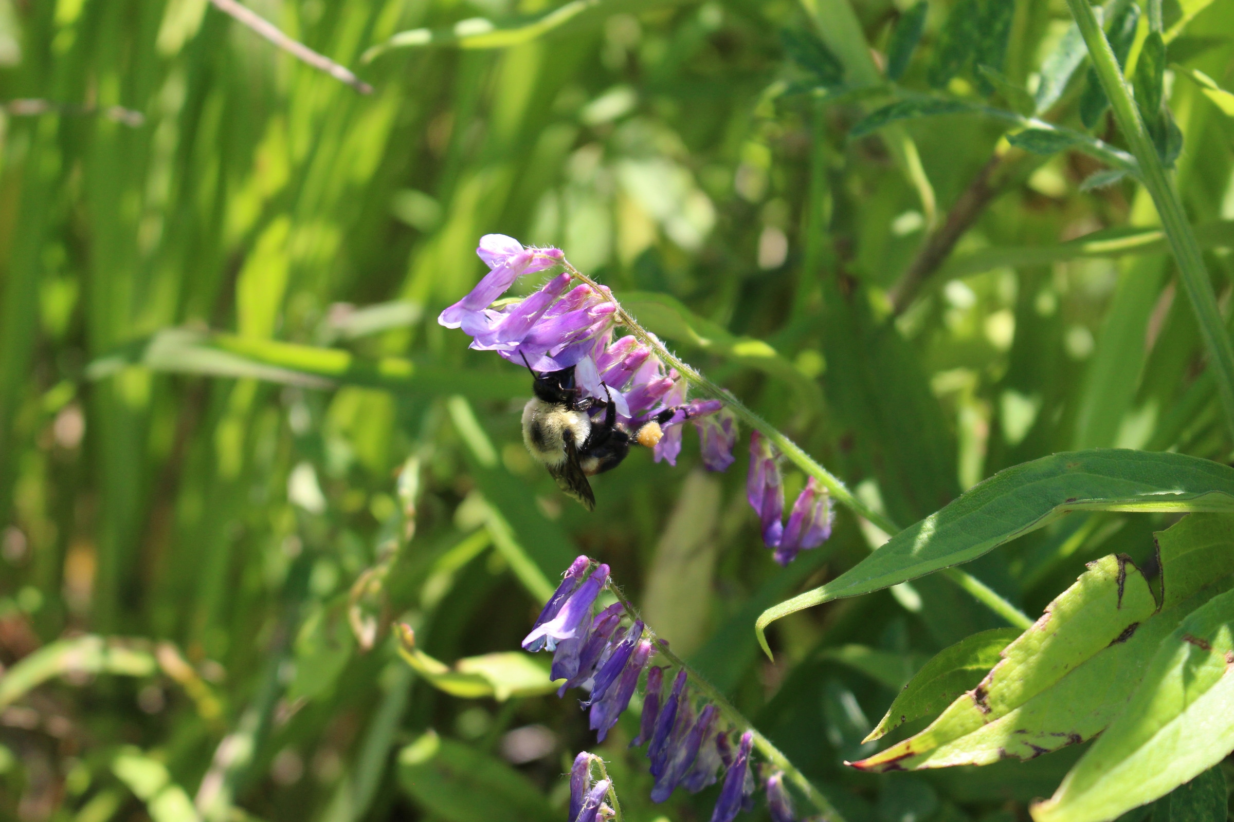 A bee with a yellow pollen load clings to a cluster of purple flowers.