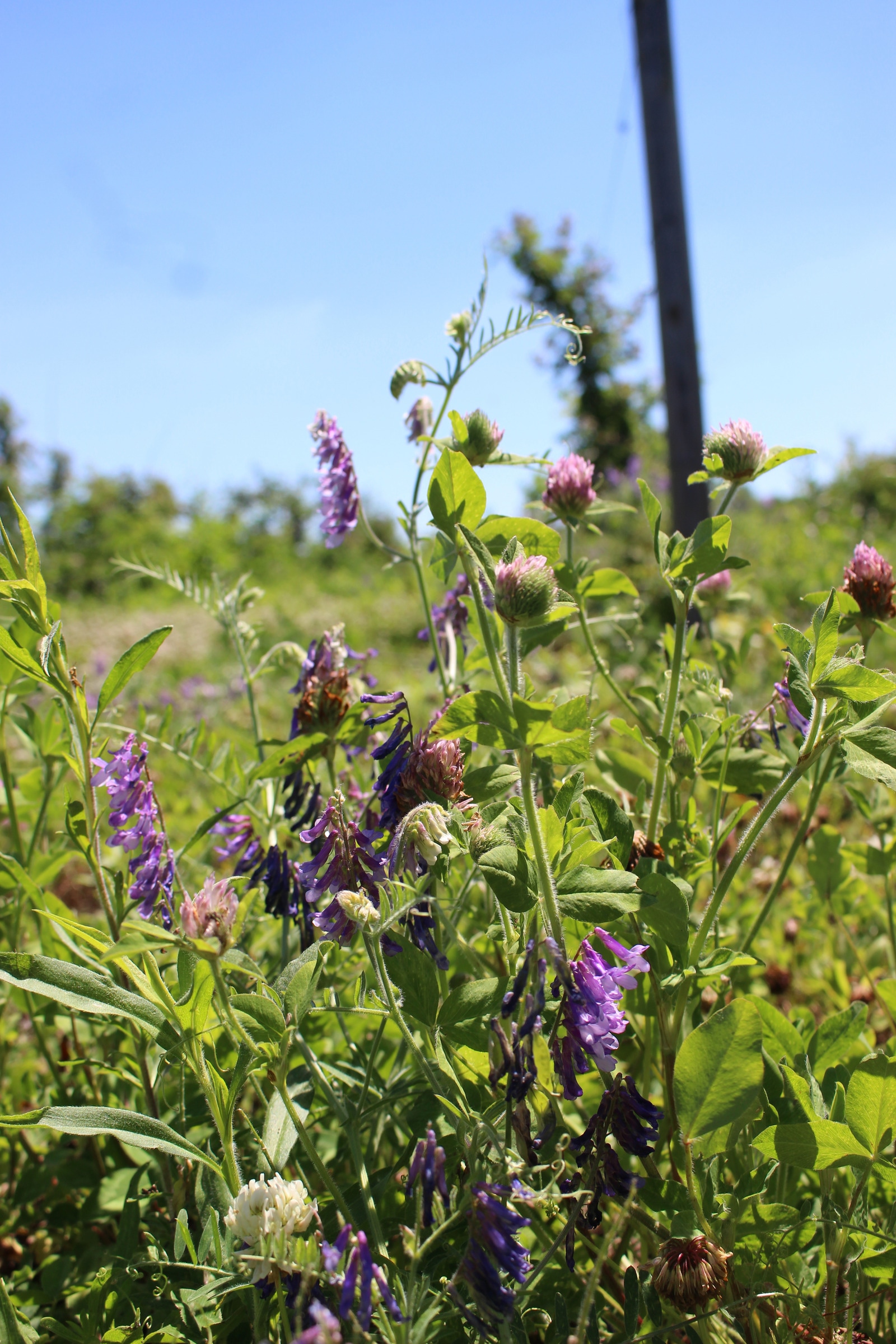 Purple and pink flowers among sunlit green leaves beneath a blue sky.