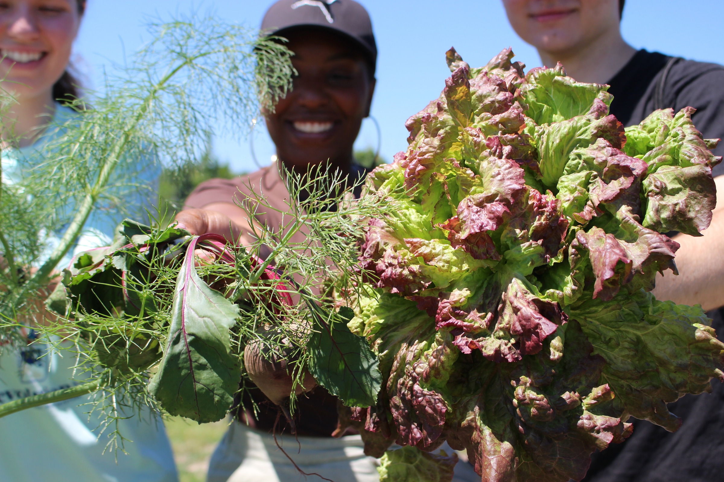 Fresh lettuce, fennel and beet leaves fill the foreground, with smiling people softly focused behind them.